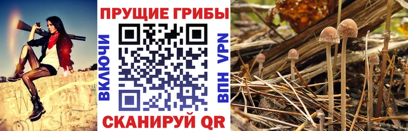 даркнет сайт  Ржев  Псилоцибиновые грибы GOLDEN TEACHER 